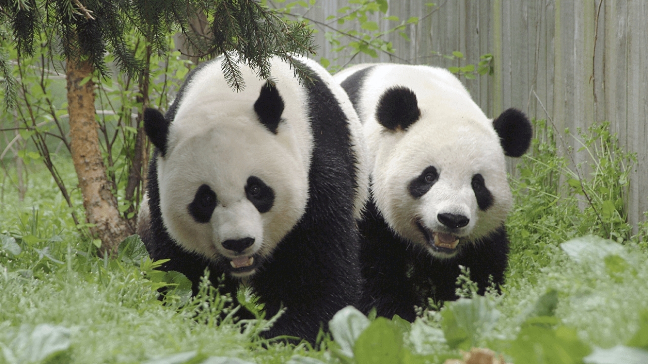 US Zoos Will Be Without Pandas for the First Time in Over 50 Years