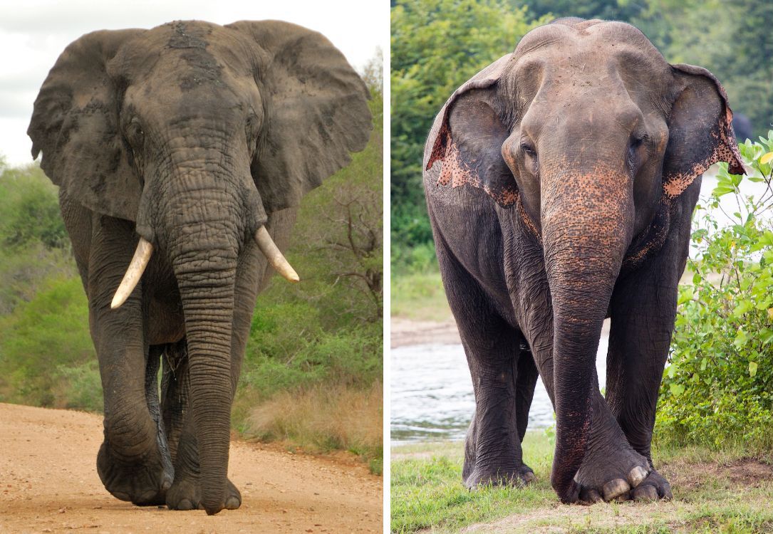 African vs Asian elephants