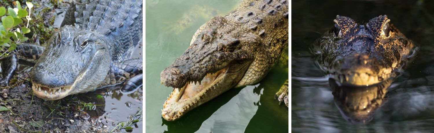 Alligators vs. Crocodiles vs. Caimans