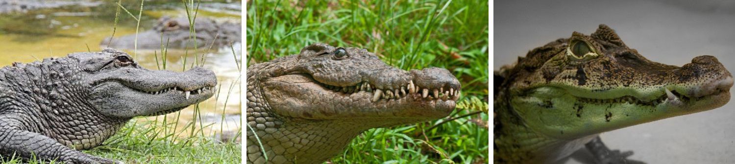 Alligators vs. Crocodiles vs. Caimans