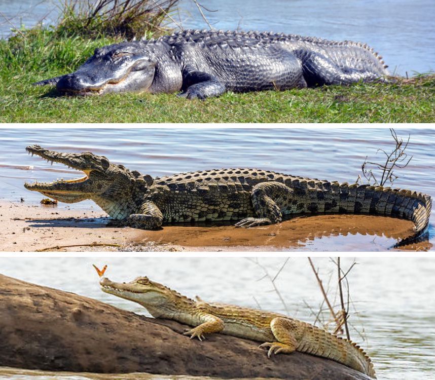 Kings of the Reptile Realm: Alligators vs. Crocodiles vs. Caimans