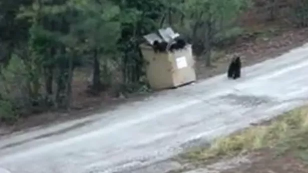 Rescuing Baby Bear Cubs from Dumpster