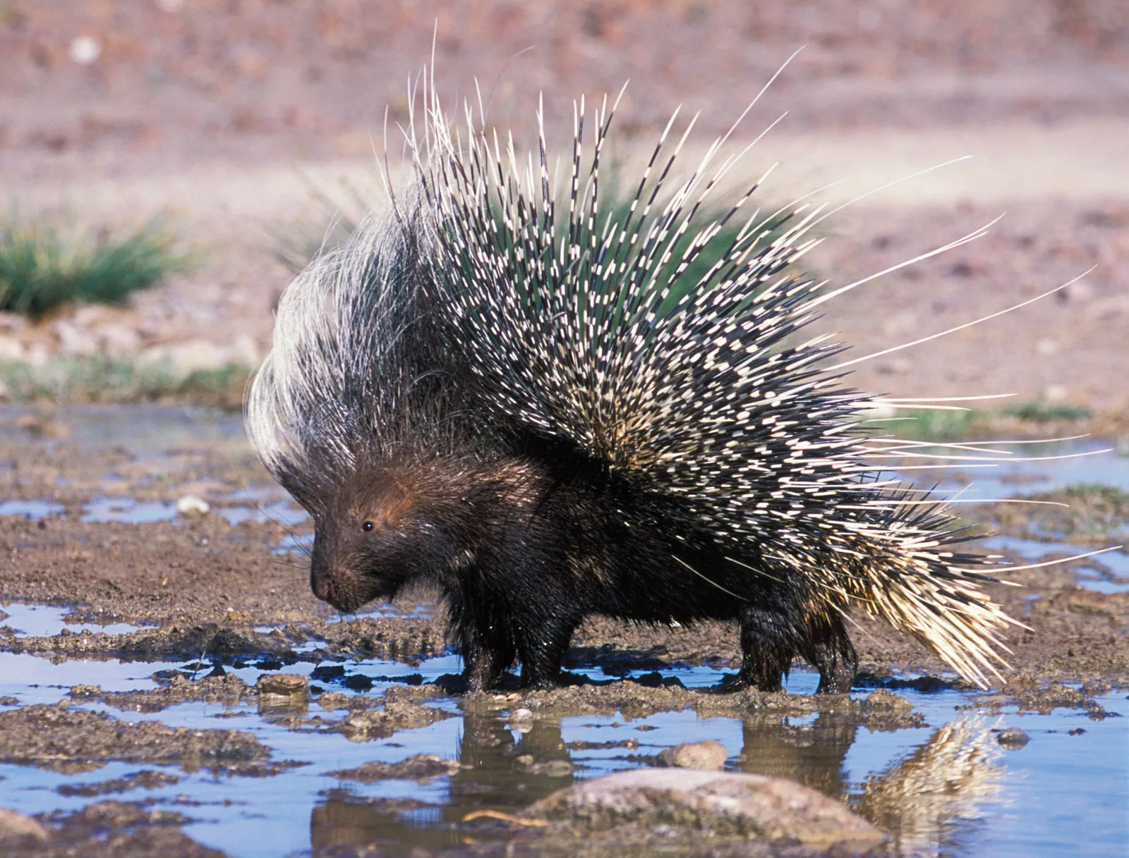 Meet the Crested Porcupine