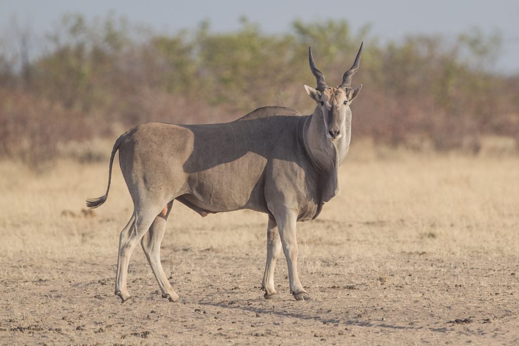 Meet the Eland - AnimalPages