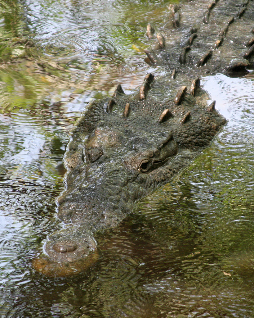 American crocodile in Mexico