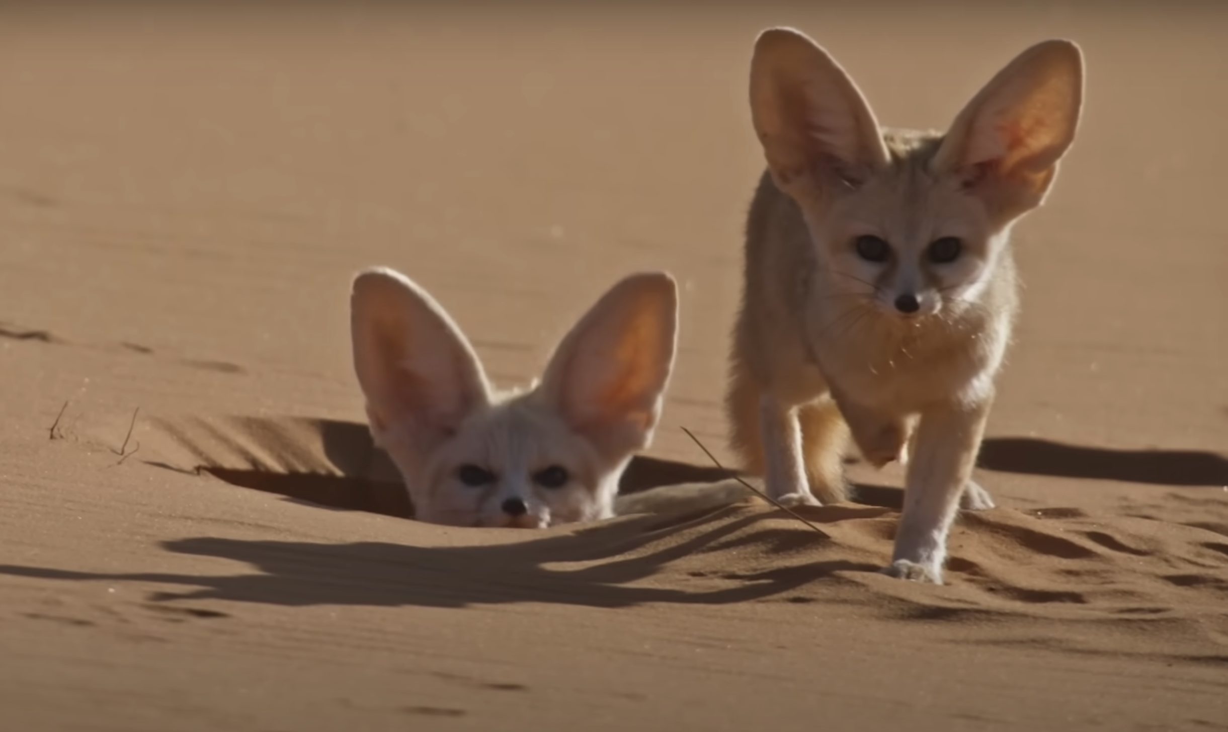 Meet the Fennec Fox - AnimalPages