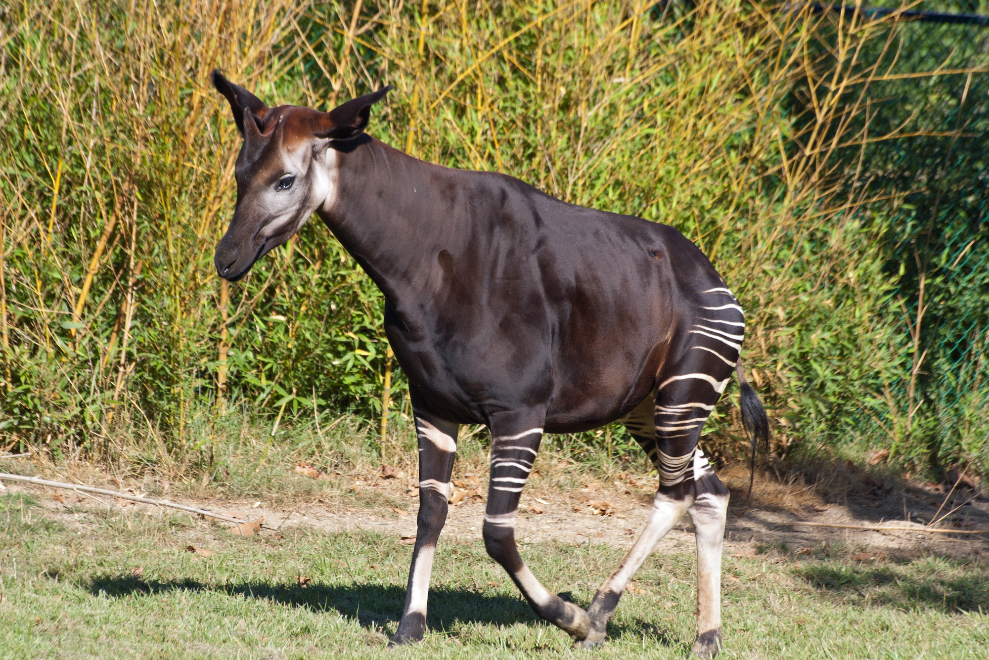 Meet the Okapi
