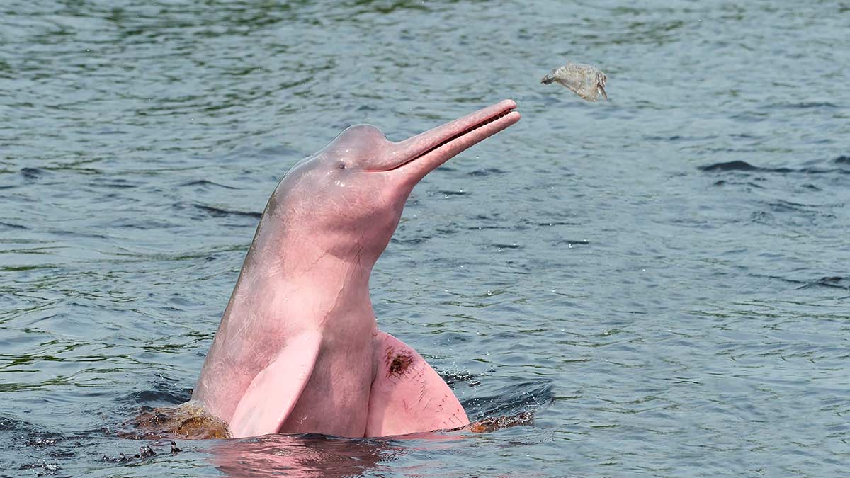 Pink Dolphins? Meet the Amazon River Dolphin