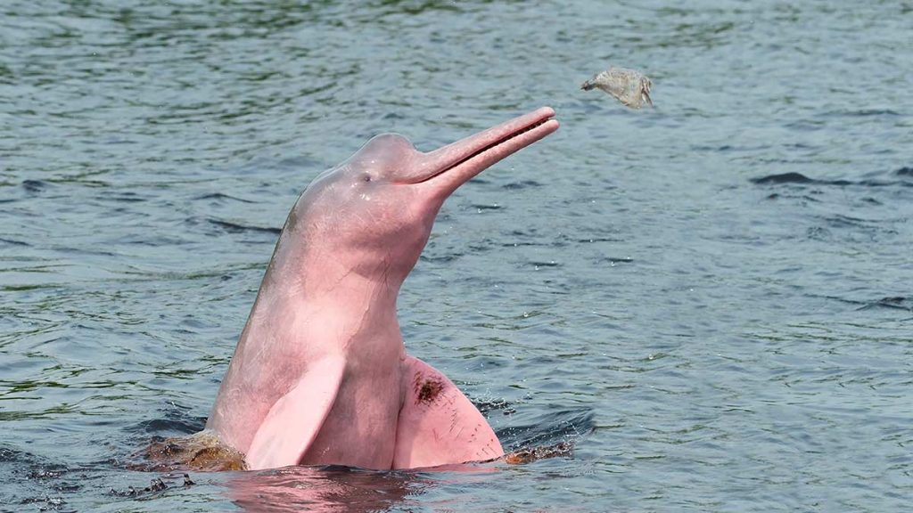 Amazon Pink River Dolphin