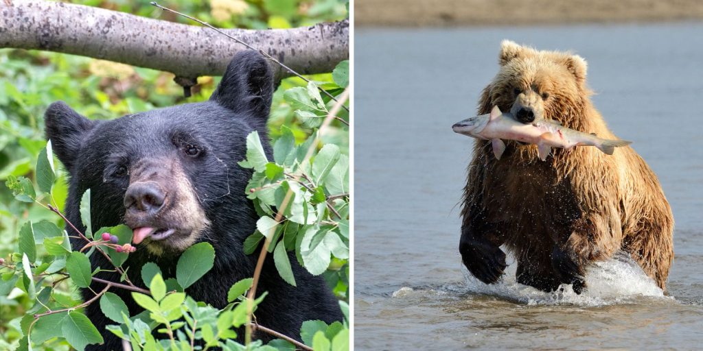 Black vs Brown Bear
