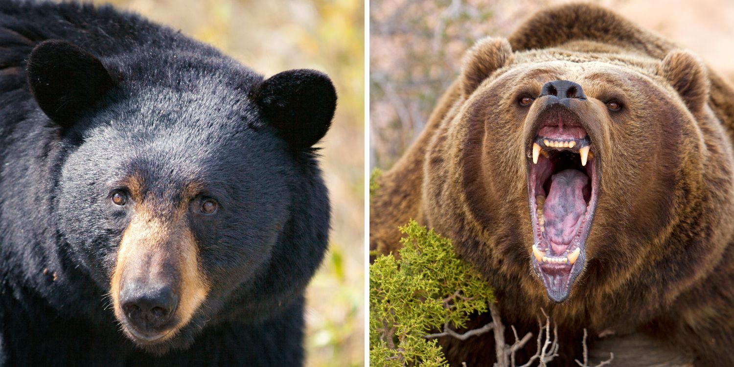 Black vs Brown bears