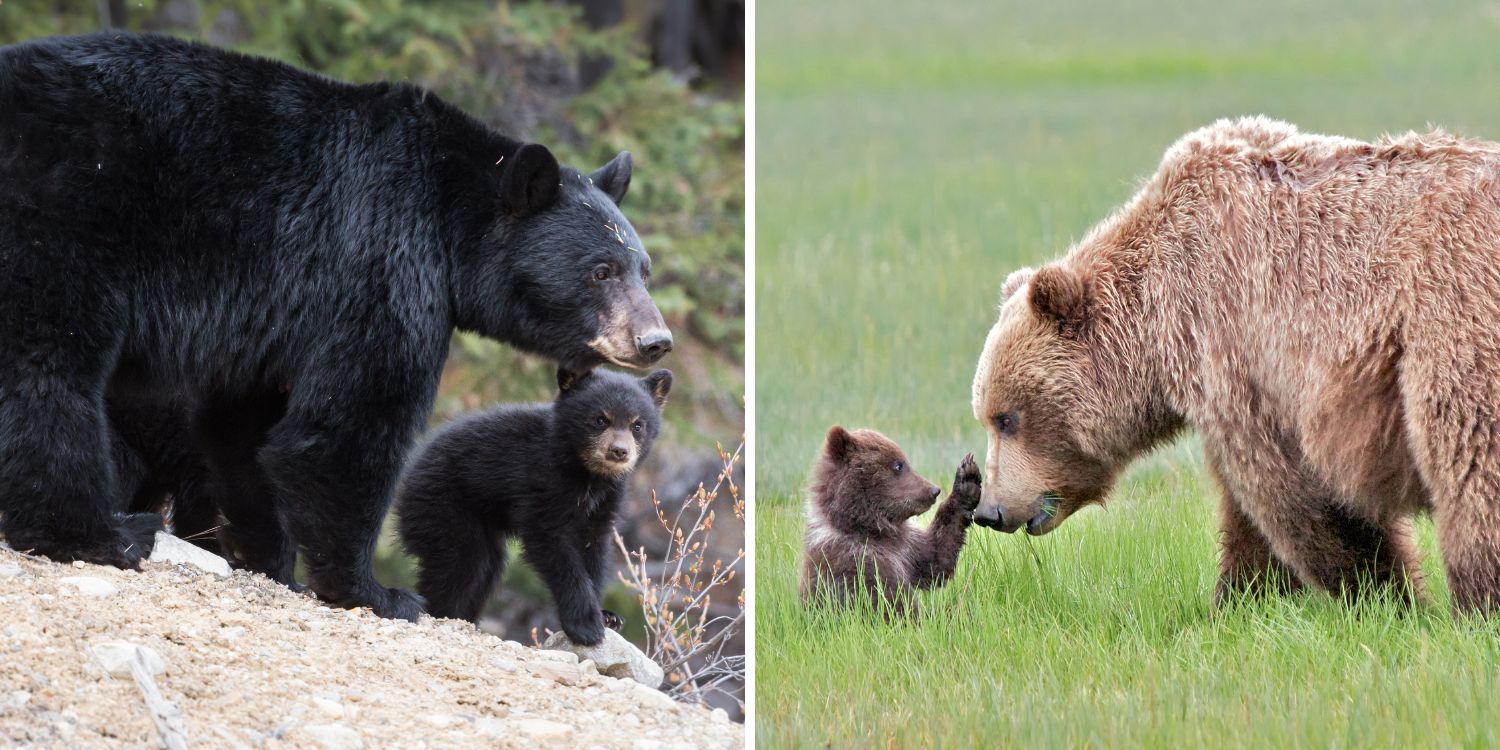 Black vs Brown bears