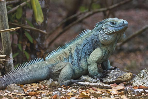 Meet the Grand Cayman Blue Iguana