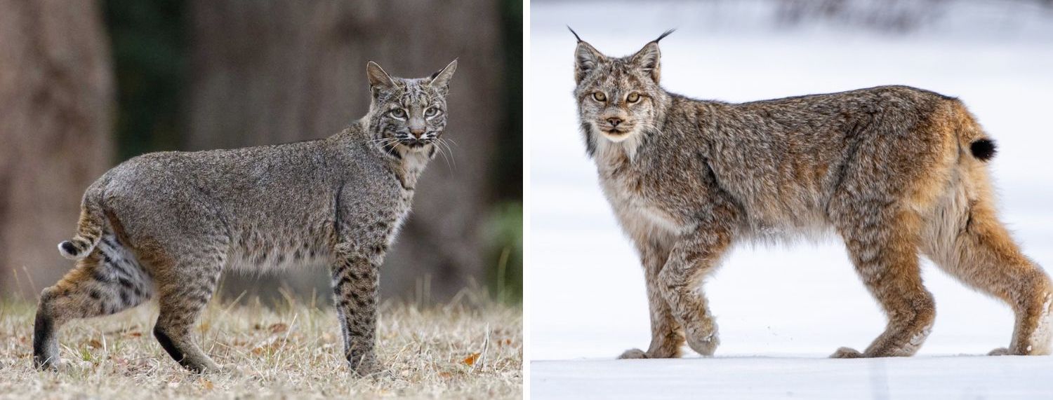 Bobcat vs Canadian Lynx