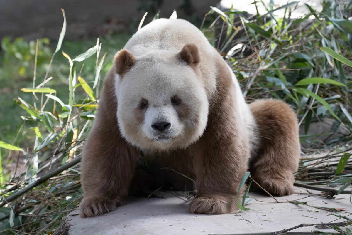 The Mystery of the Brown Panda: Unveiling the Genetic Secret Behind a Rare Coat Color