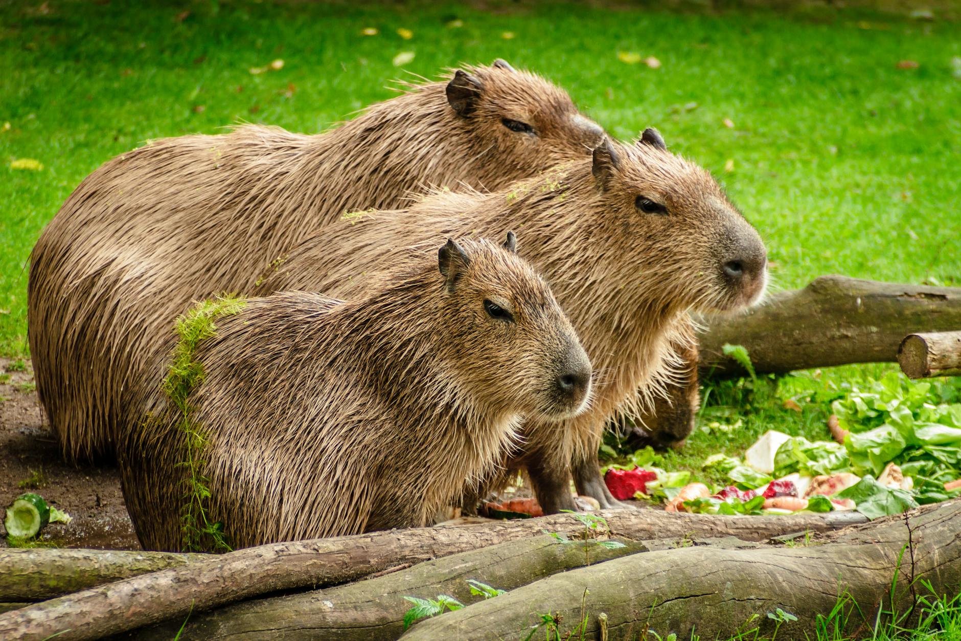 Meet the Capybara