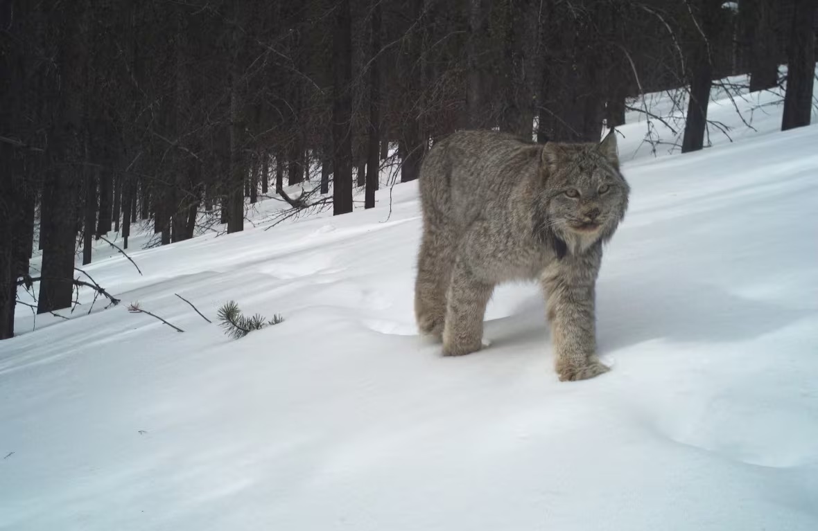 a lynx in B.C.'s Cathedral Provincial Park. (Cole Burton/UBC WildCo)