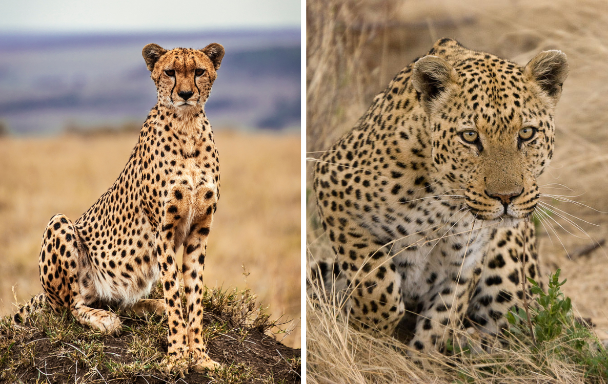 Cheetah vs. Leopard: Can You Spot the Difference?