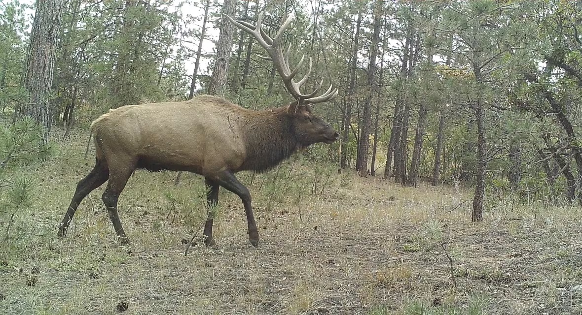 An elk captured on camera in Colorado. (Roland Kays/NC State University)