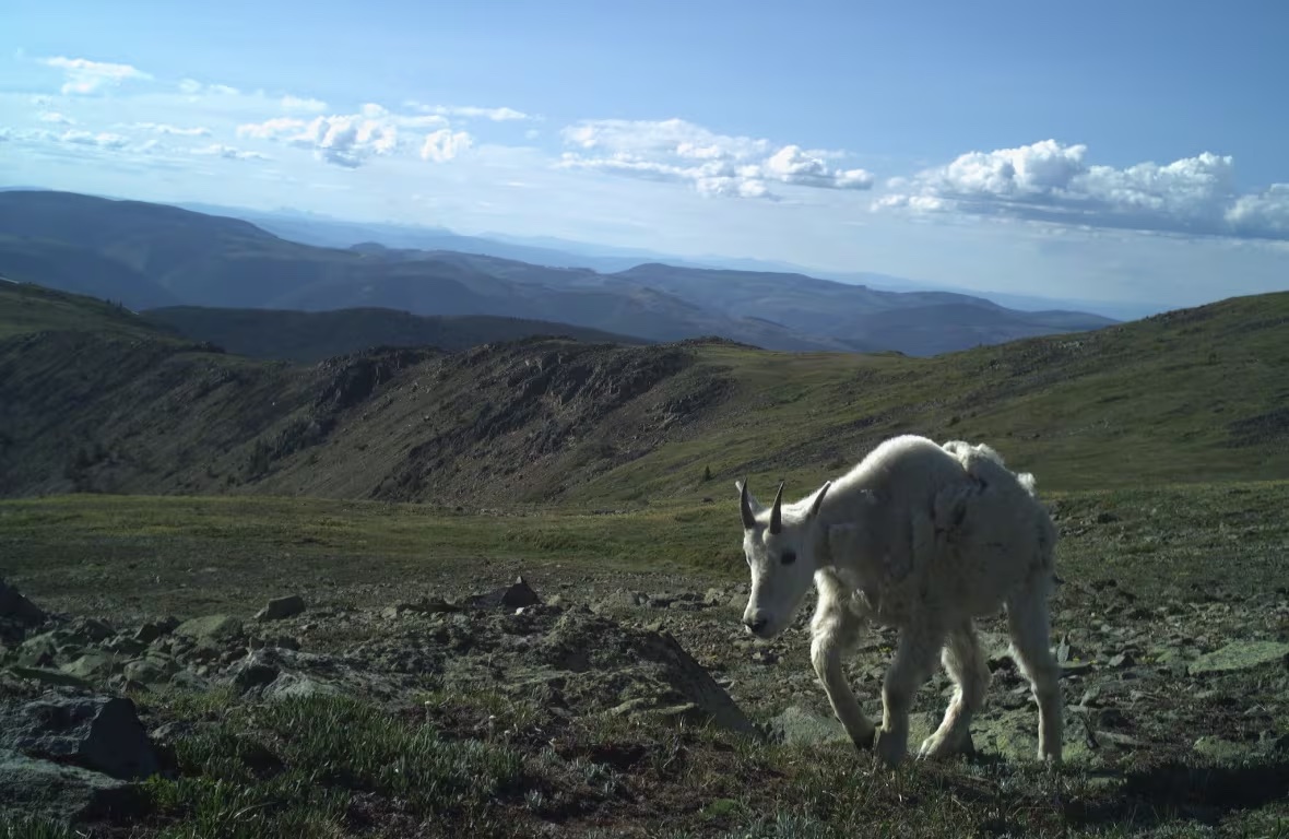 A young mountain goat camera-trapped in the high alpine of Cathedral Provincial Park. (Cole Burton/UBC WildCo)