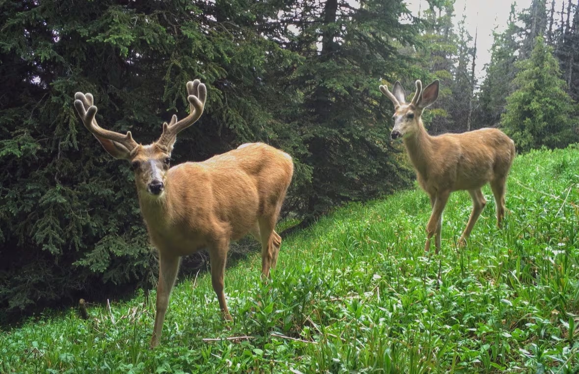 A pair of male mule deer camera-trapped in B.C.'s Cathedral Provincial Park. (Cole Burton/UBC WildCo)