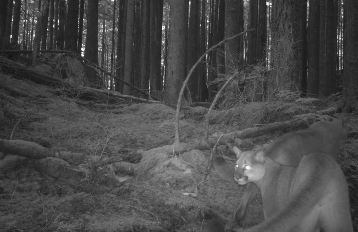 Two cougars wandering off-trail in Golden Ears Provincial Park. (Cole Burton/UBC WildCo)