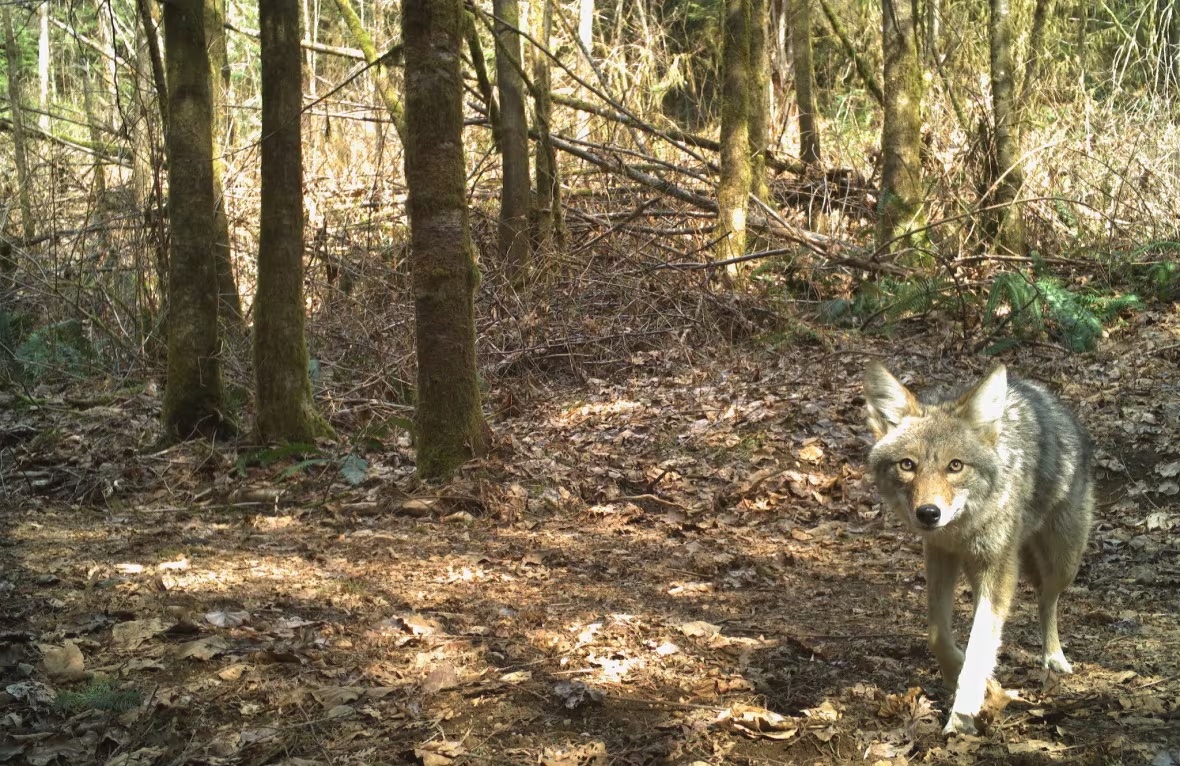 A coyote in Malcolm Knapp Research Forest, approximately 60 kilometres east of Vancouver. (Cole Burton/UBC WildCo)