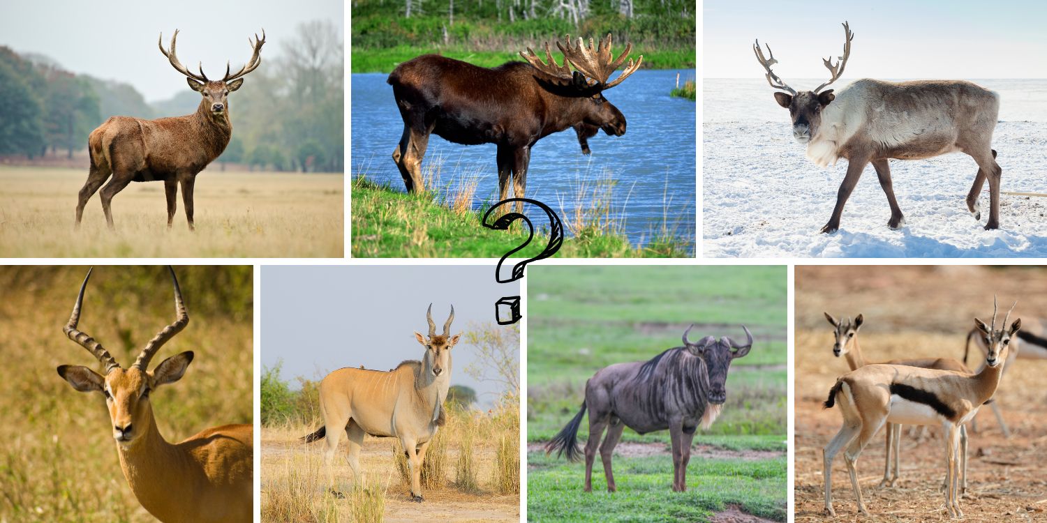 What Are the Differences Between Deer and Antelope?