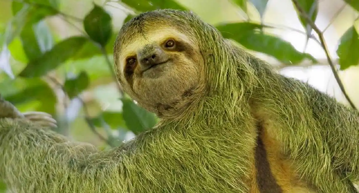green sloth
