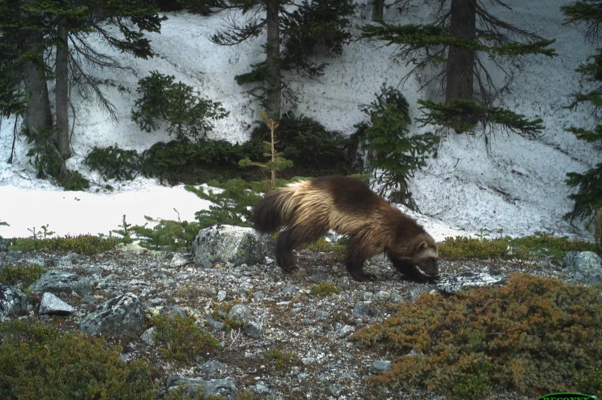 A wolverine along a hiking trail during the closure of British Columbia's popular Joffre Lakes Provincial Park. (Cole Burton/UBC WildCo)