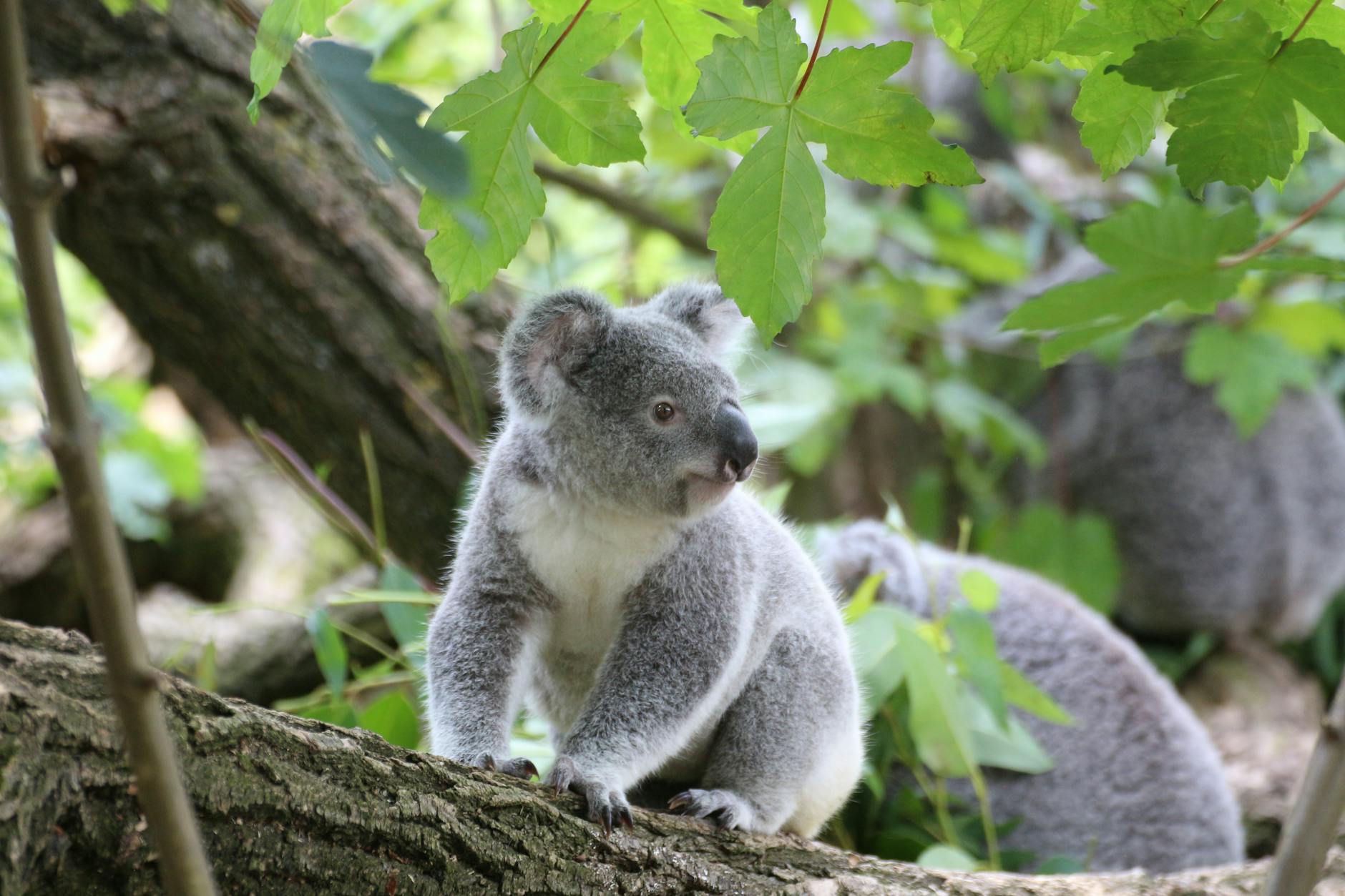 FAQ: Koalas