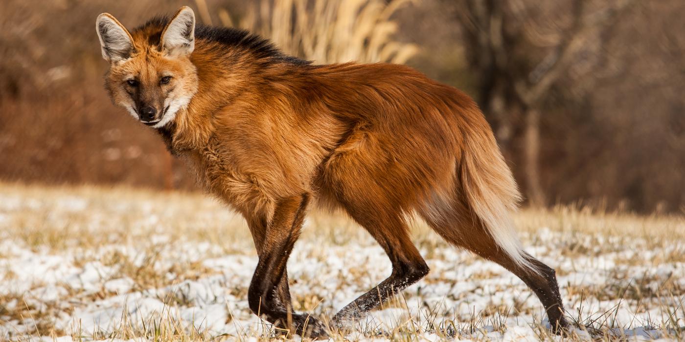 Meet the Maned Wolf: Neither Wolf nor Fox