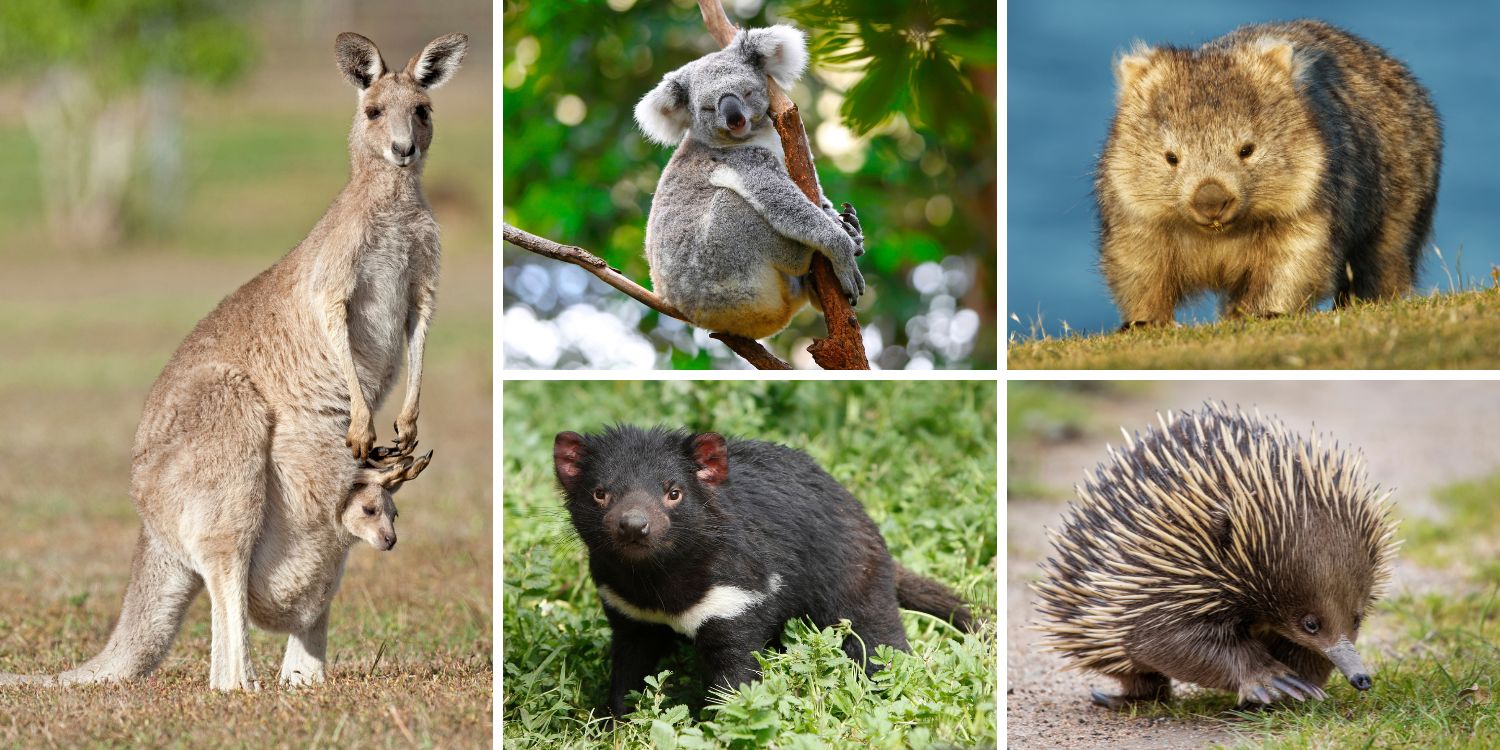 Down Under and Full of Wonder: A Look at Australia’s Marsupial Marvels