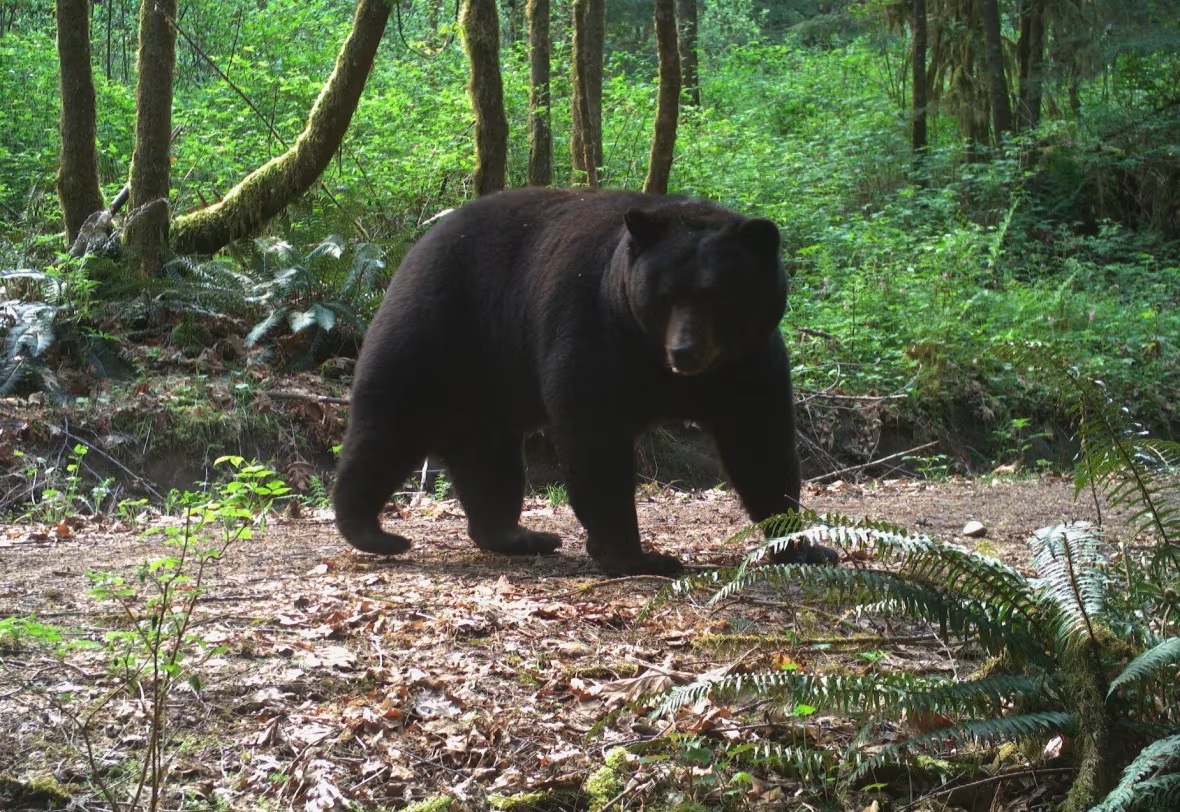 A black bear along a hiking trail in Malcolm Knapp Research Forest. (Cole Burton/UBC WildCo)