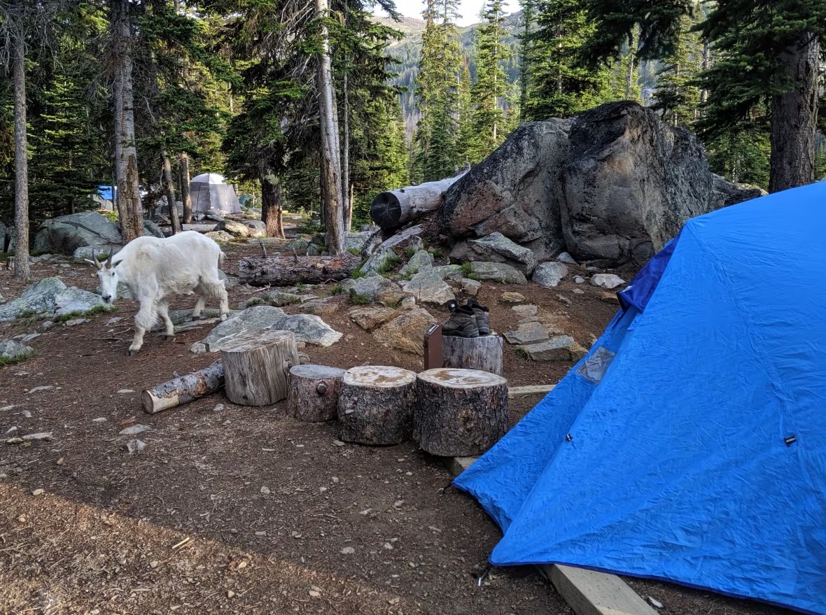 A mountain goat walking through a campground in B.C.'s Cathedral Provincial Park. (Cole Burton/UBC WildCo)
