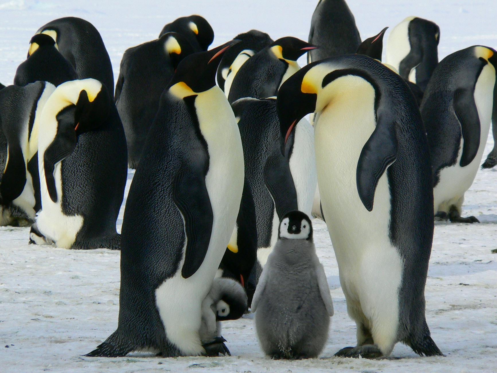 Meet the Emperor Penguin