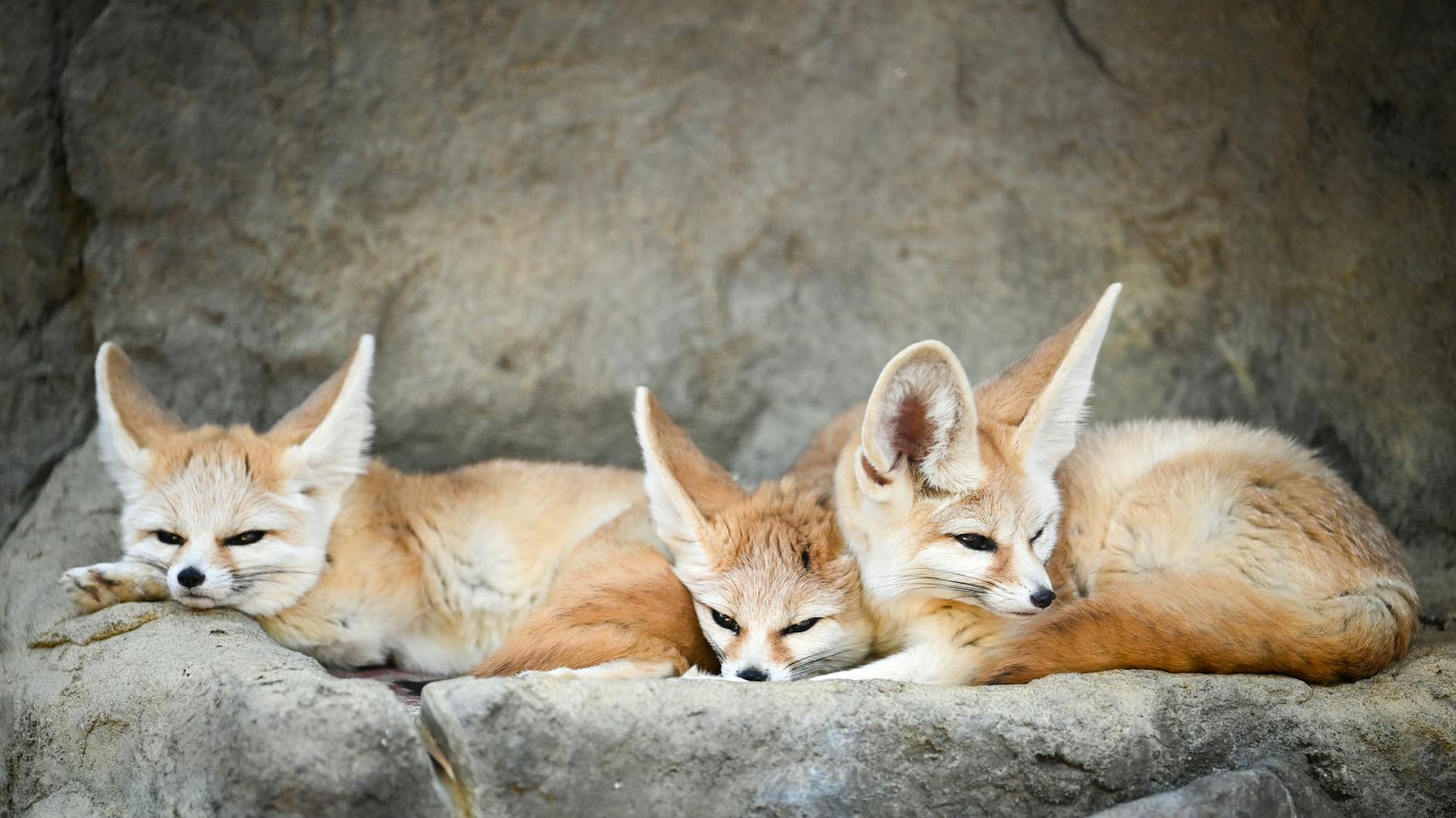 three brown foxes lying on gray rock