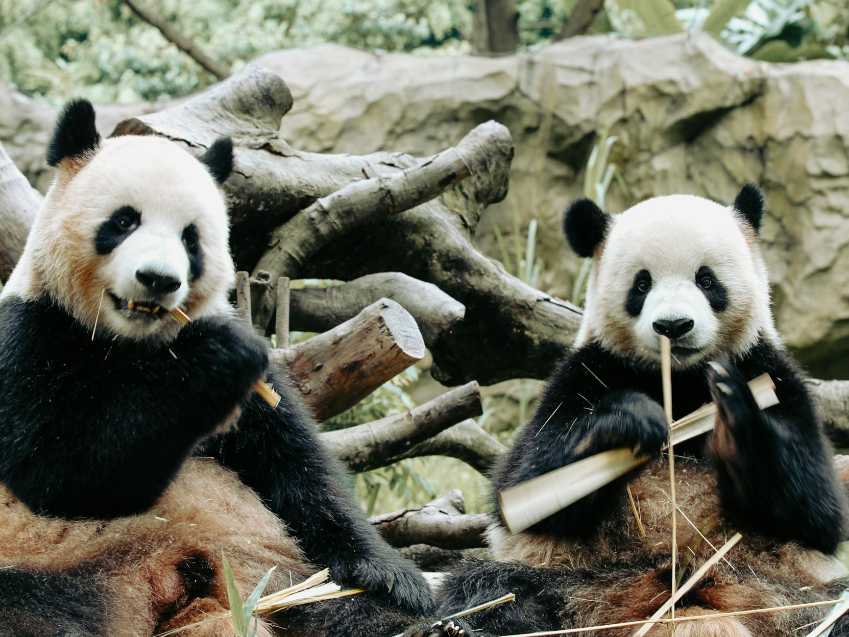 two pandas eating bamboo