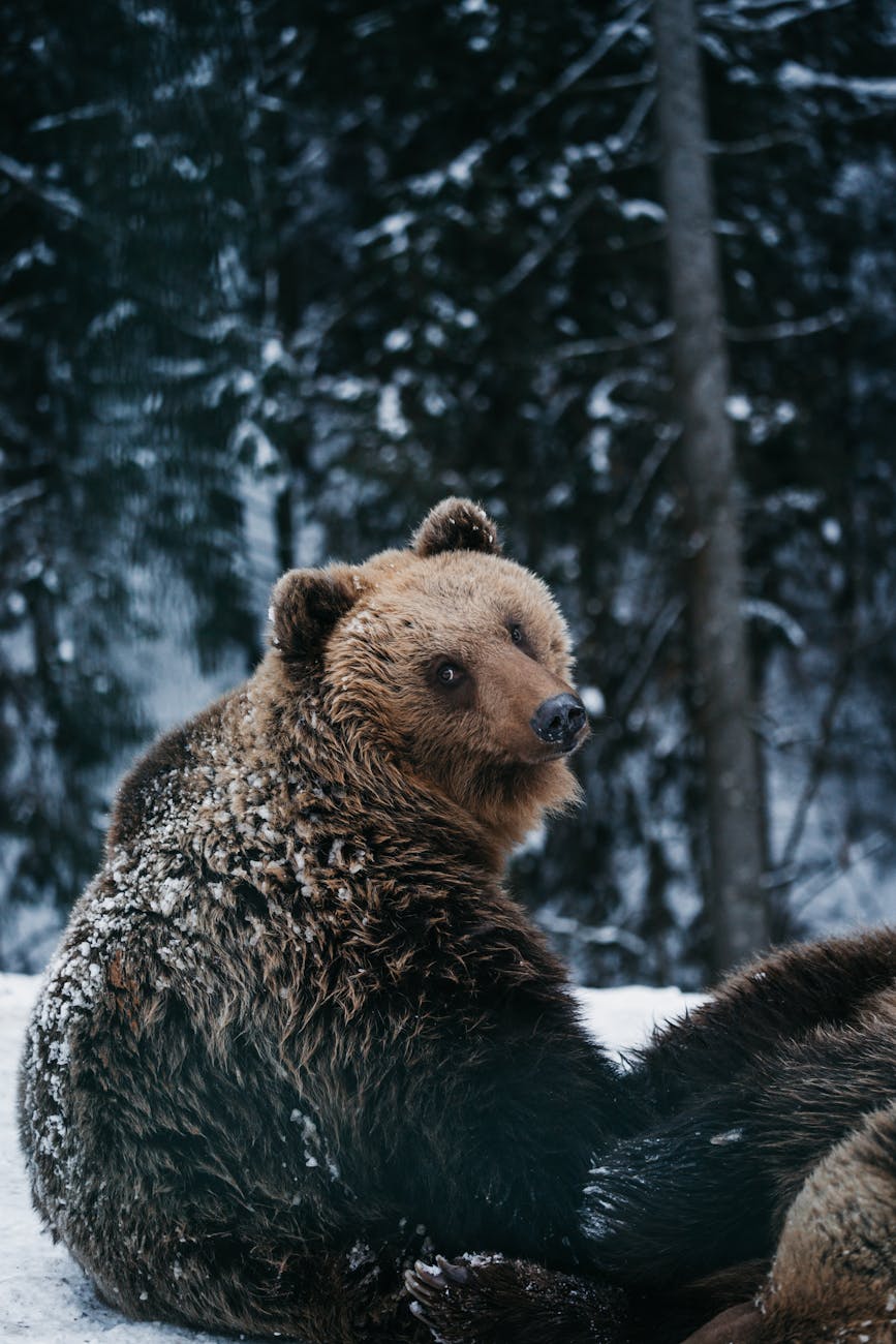 FAQ: Brown (Grizzly) Bears