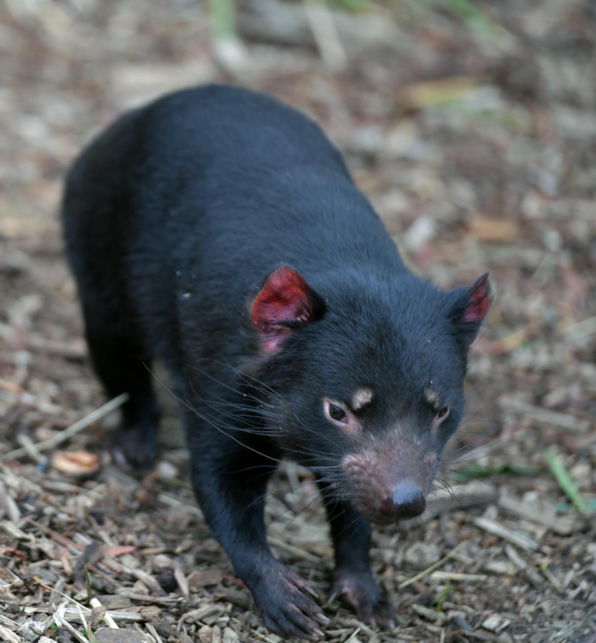 baby tasmanian devil