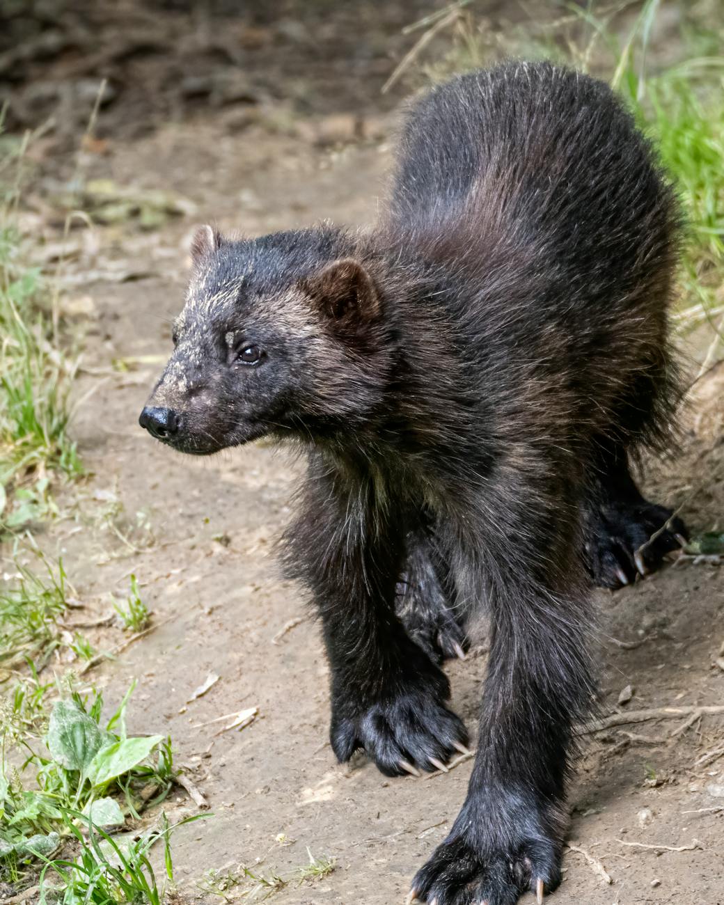 Wwolverines 10 Things to Know About Wolverines – AnimalPages