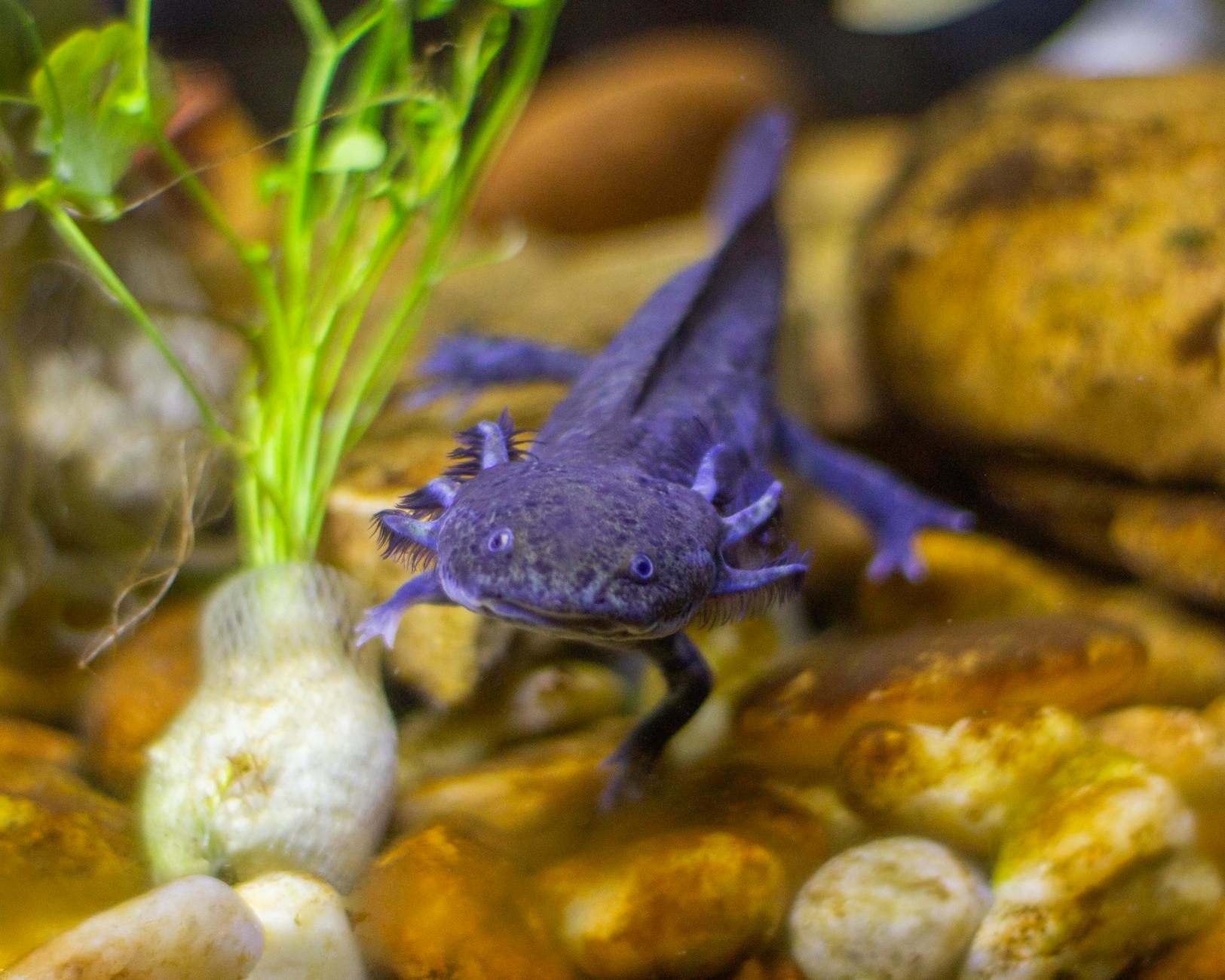purple tropical axolotl