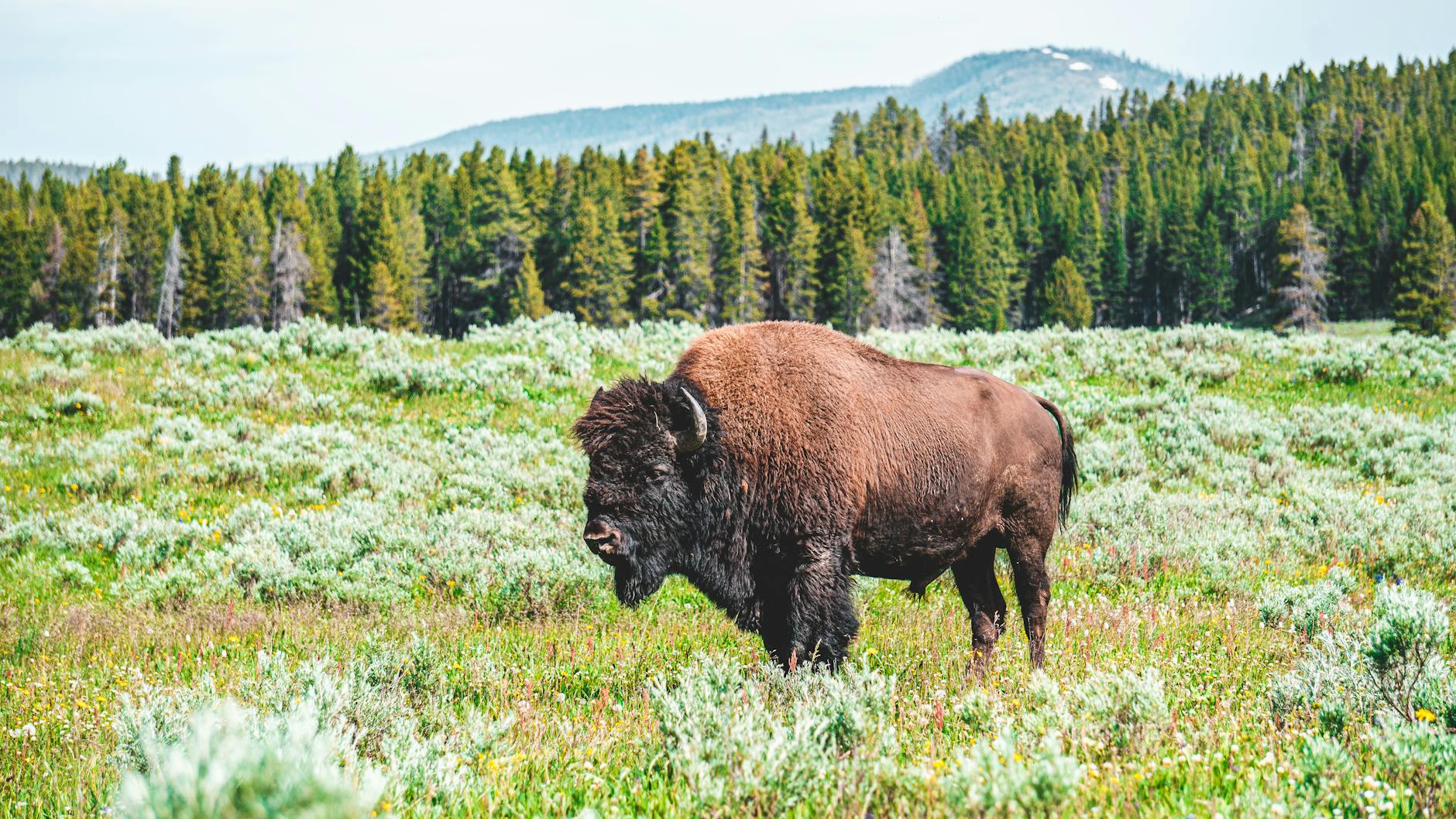 photo of bison on grass field