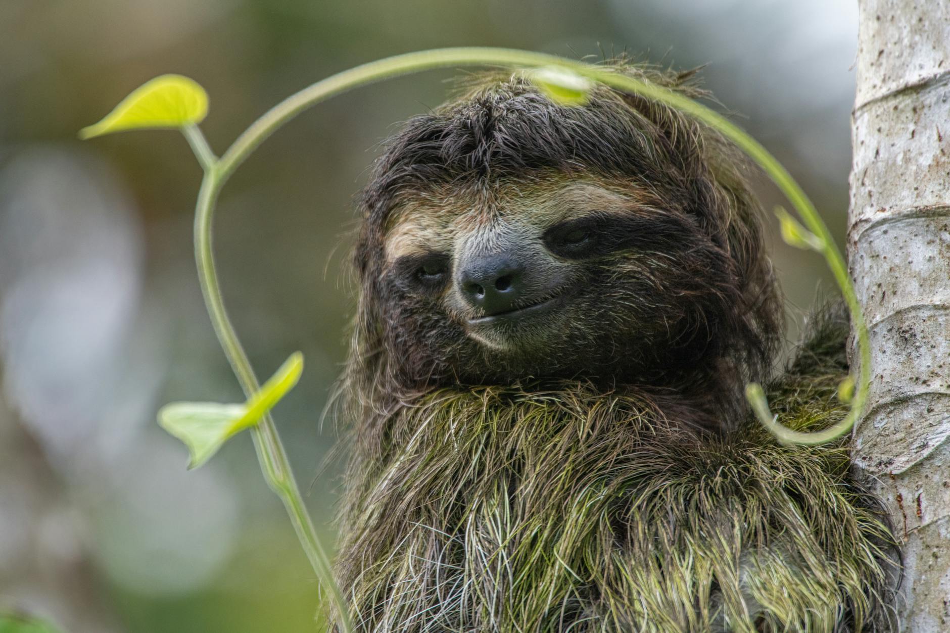 close up of sloth