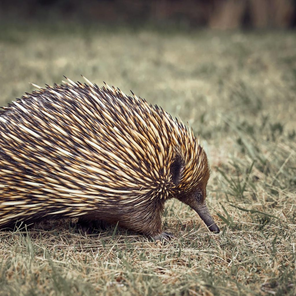 close up photo of echidna on grass