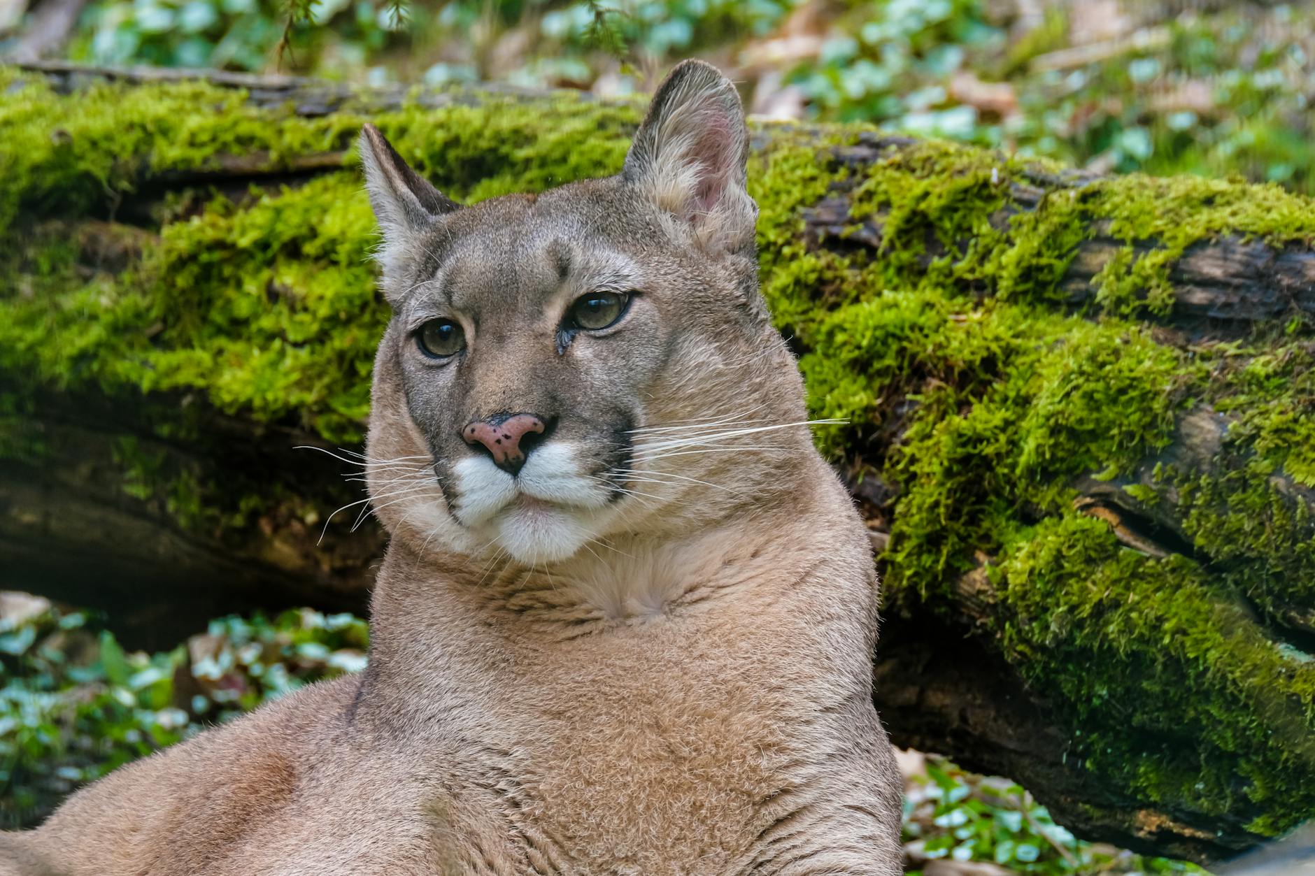 Cougar by Any Other Name: A Celebration of the Puma’s Many Monikers