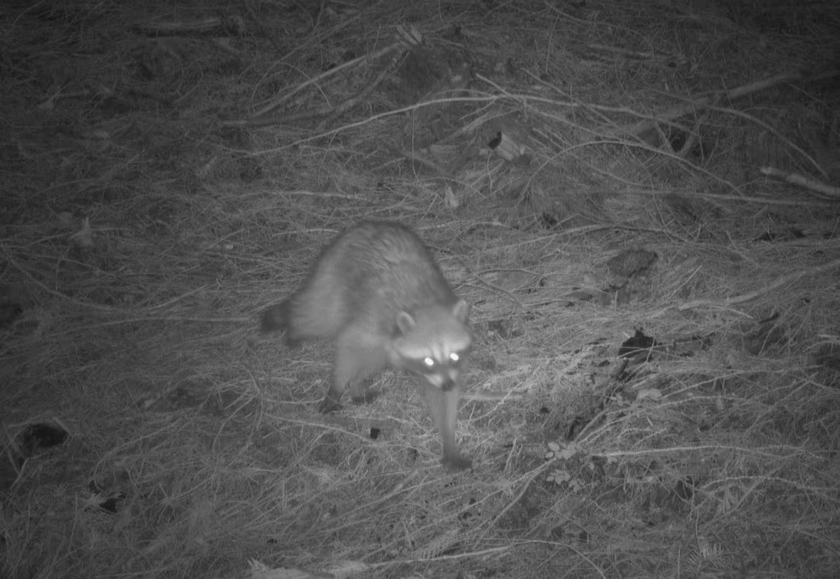 A racoon caught on camera in Malcolm Knapp Research Forest, east of Vancouver B.C. (Cole Burton/UBC WildCo)