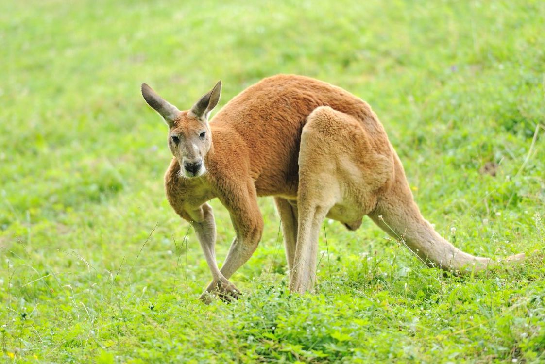 FAQ: Red Kangaroo