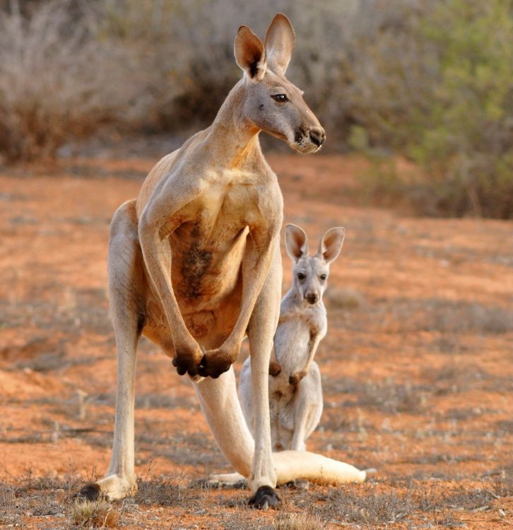 FAQ: Red Kangaroo - AnimalPages