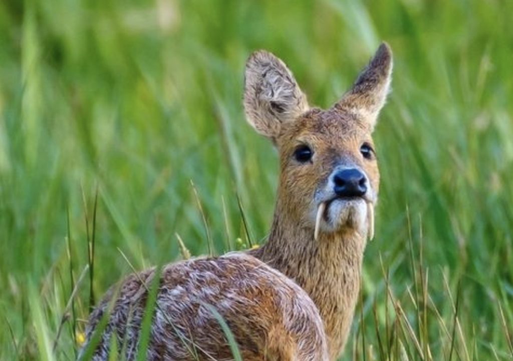 Meet the Chinese Water Deer - AnimalPages